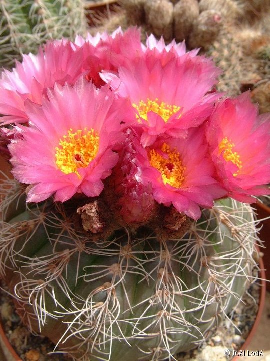 Notocactus uebelmannianus ©JLcoll.3506